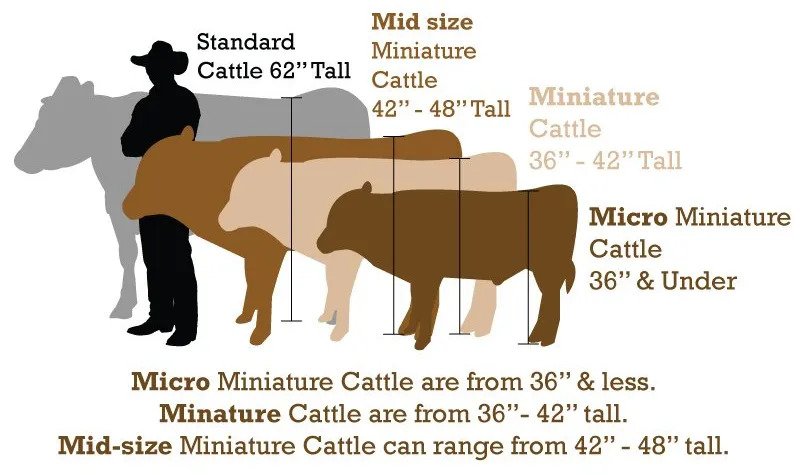 size chart of mini highland cows