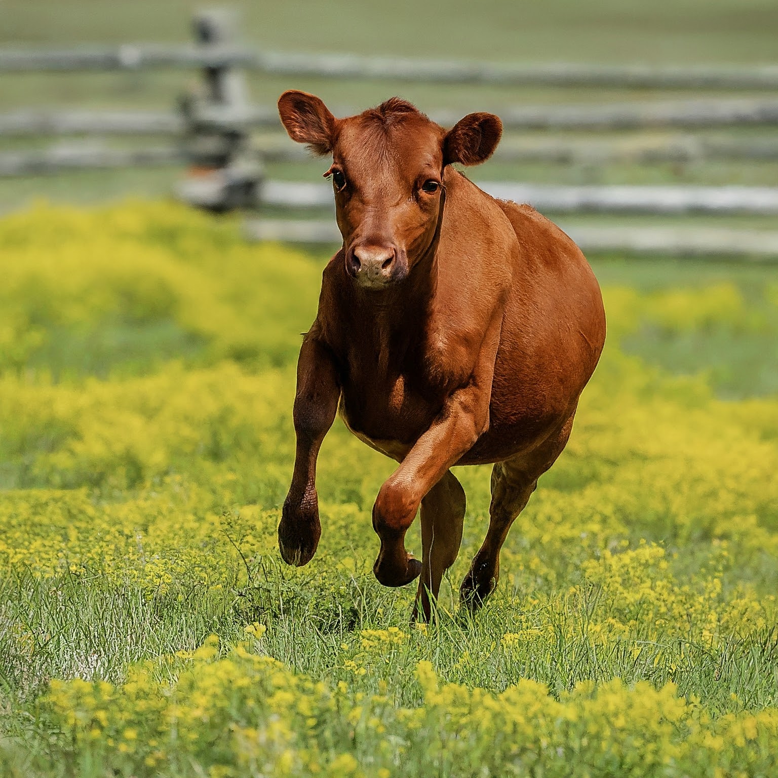 You are currently viewing Lifespan of Miniature Cows: How Long Do Miniature Cows Live?