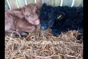Teacup Mini Highland Cow - Buy Mini Cattle