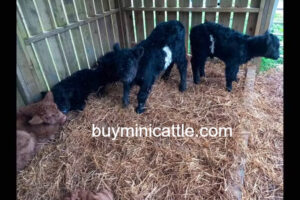 Teacup Mini Highland Cow - Buy Mini Cattle