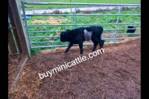 Teacup Mini Highland Cow - Buy Mini Cattle